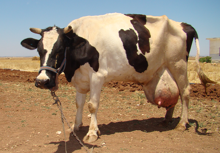 Mastitis İle Nasıl Mücadele Edilir?